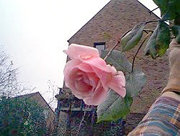 la dernière rose du millénaire en Wallonie